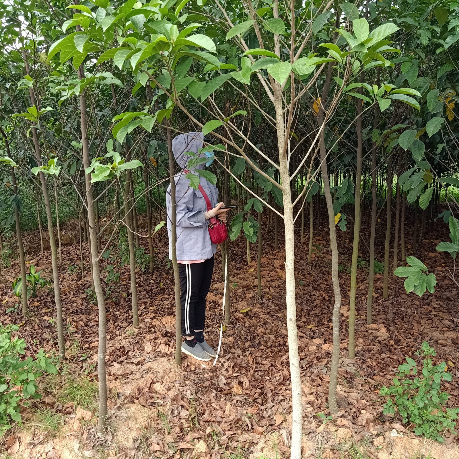 CÂY CHAY Bán cây chay- hướng dẫn trồng và chăm sóc cây chay Đà Nẵng