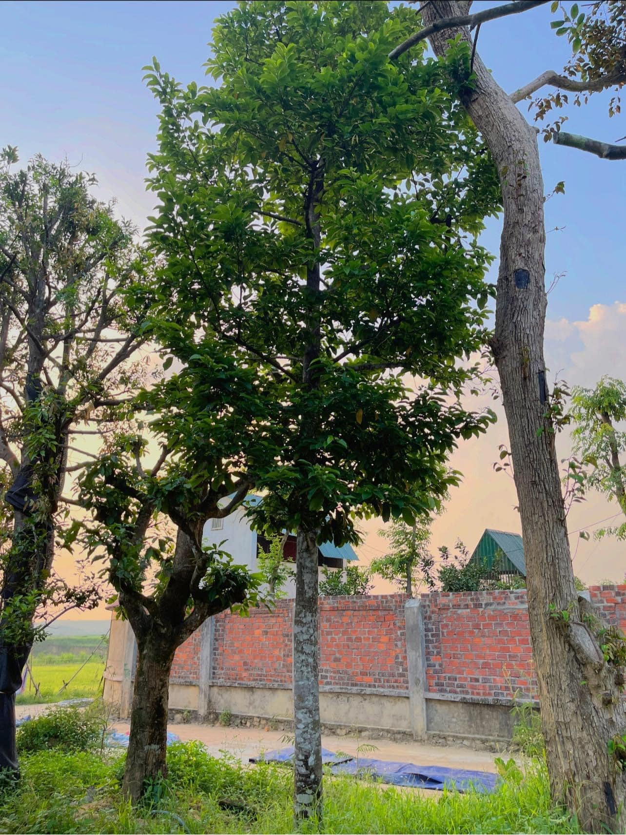 CÂY CHAY Bán cây chay- hướng dẫn trồng và chăm sóc cây chay Đà Nẵng