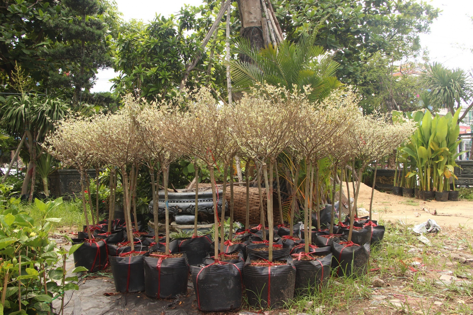 cây bàng cẩm thạch Đà Nẵng