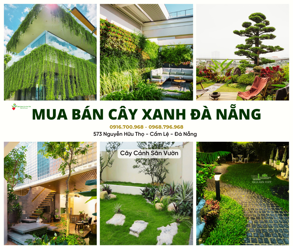 Thiết kế thi công sân vườn Đà Nẵng - Chăm sóc cây cảnh