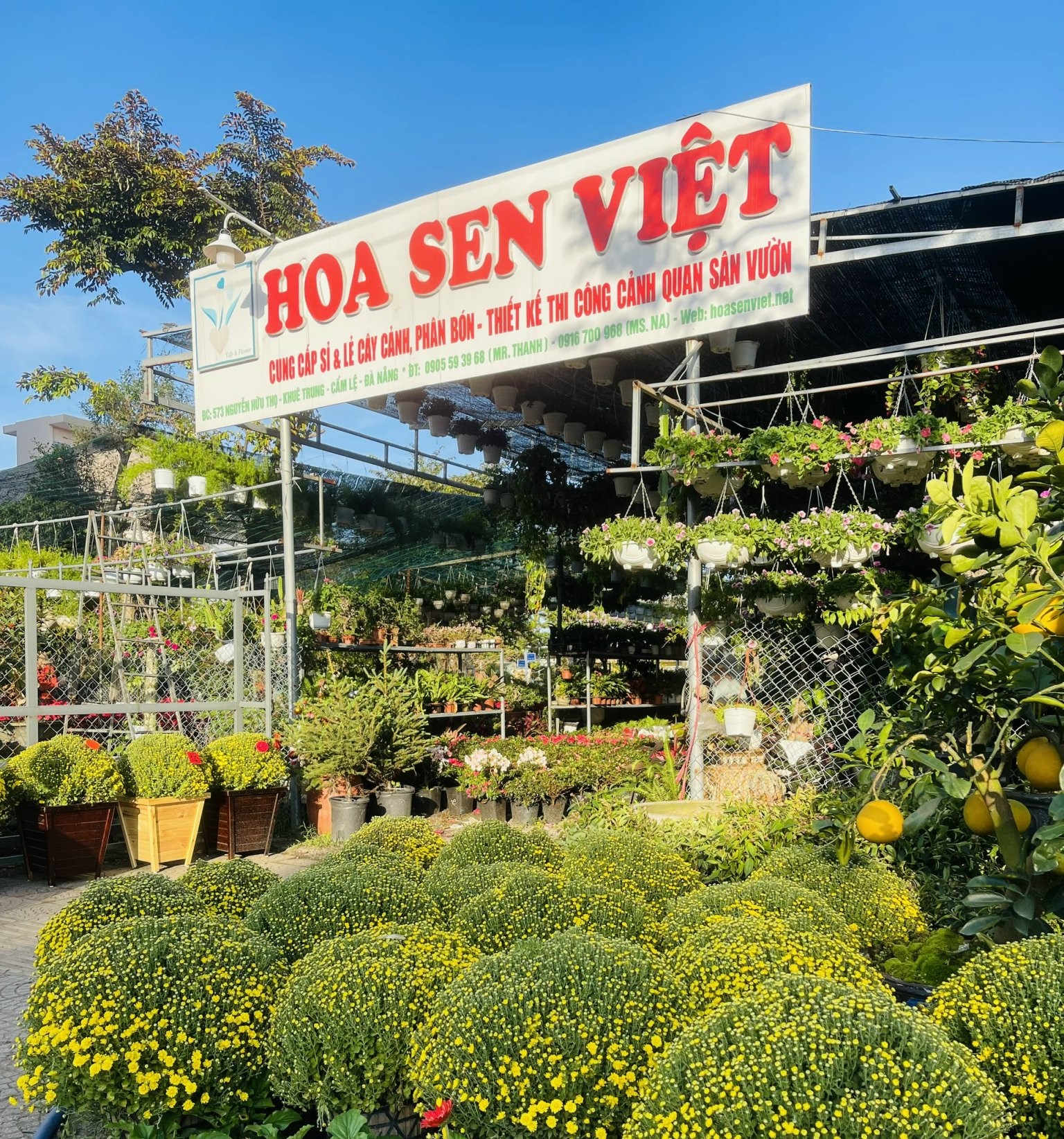 cây cảnh đà nẵng hoa sen việt