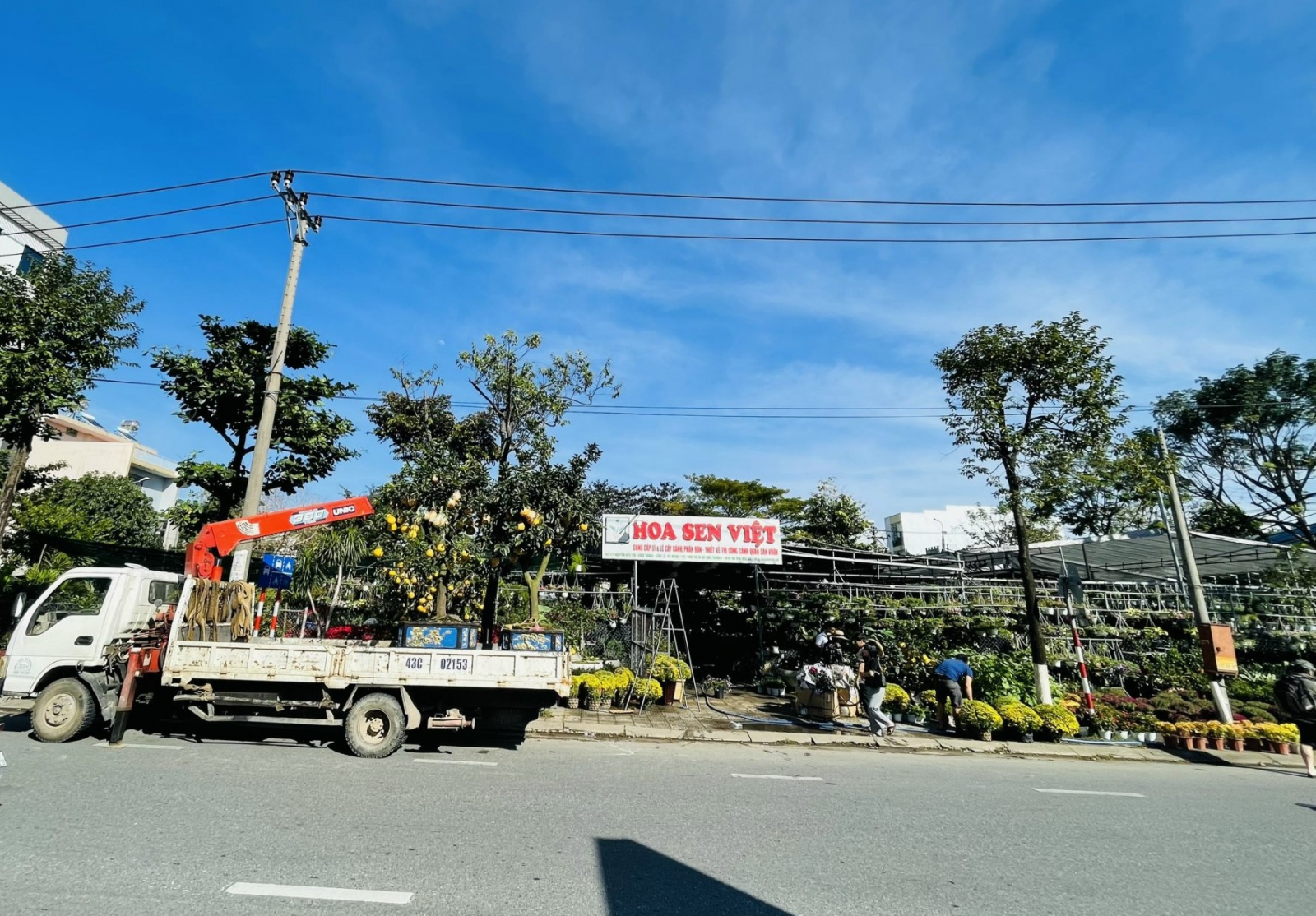 cây văn phòng đà nẵng