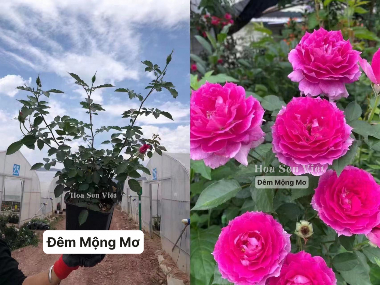 Cây Hoa hồng tím đẹp rực rỡ giá tốt tại Đà Nẵng