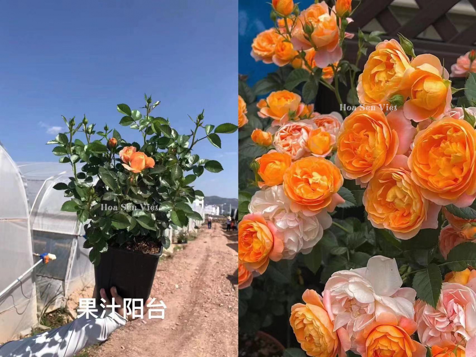 Mua Cây Hoa hồng cam đẹp rực rỡ giá tốt tại Đà Nẵng