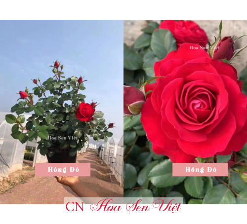 Cây Hoa hồng leo nở hoa đẹp rực rỡ giá tốt tại Đà Nẵng