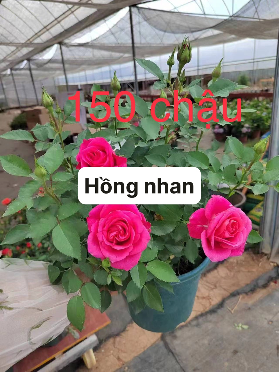 Hoa hồng nhập màu tím hồng xinh đẹp nở rộ tại Đà Nẵng