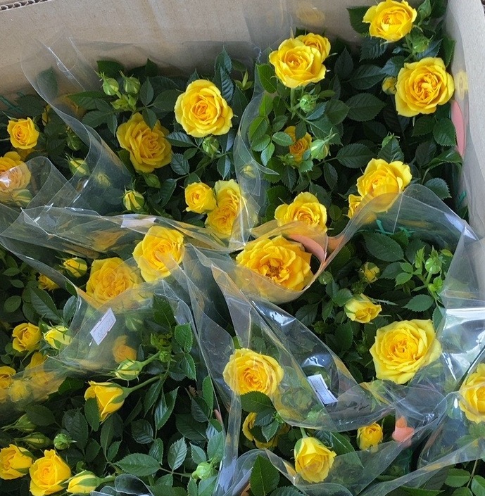 Hoa hồng Vàng đẹp rực rỡ tại Đà Nẵng