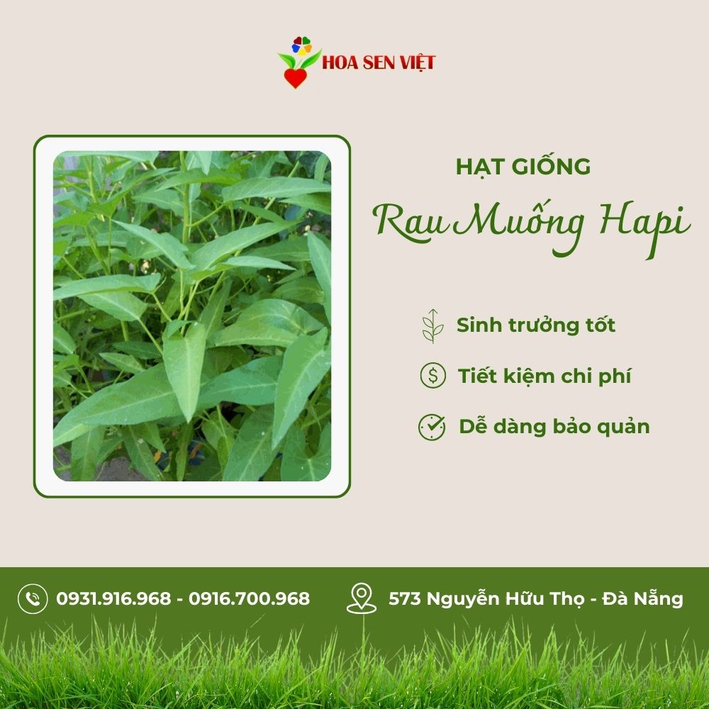 hạt giống rau đà nẵng