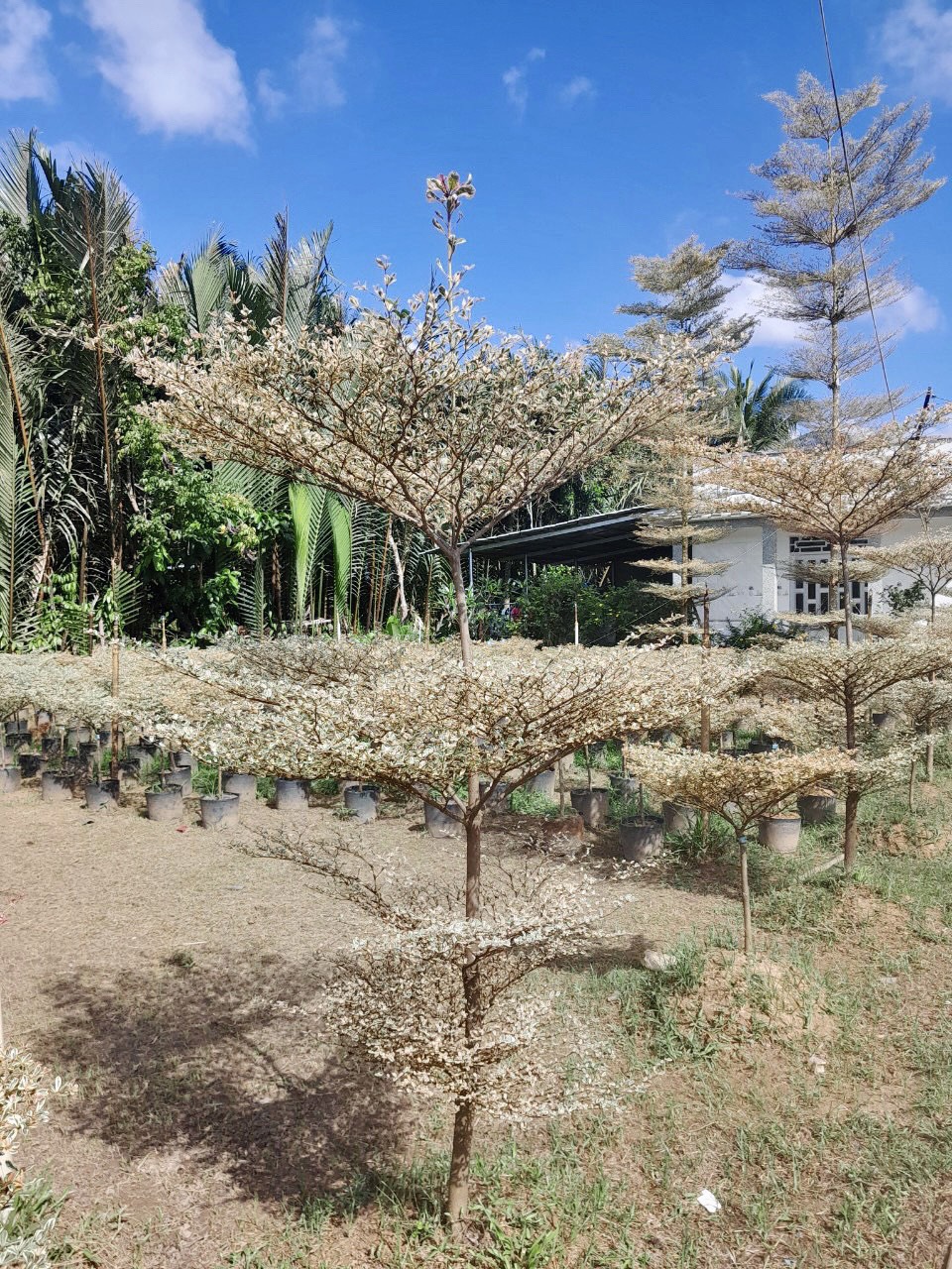 Một số cây bàng cẩm thạch đẹp Đà Nẵng