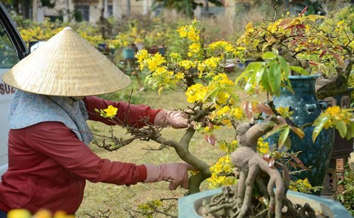 dịch vụ chăm sóc mai tết