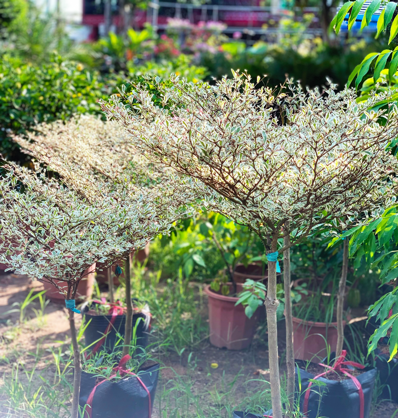 Mẹo Chăm sóc cây Bàng Đài Loan Cẩm Thạch ở Đà Nẵng