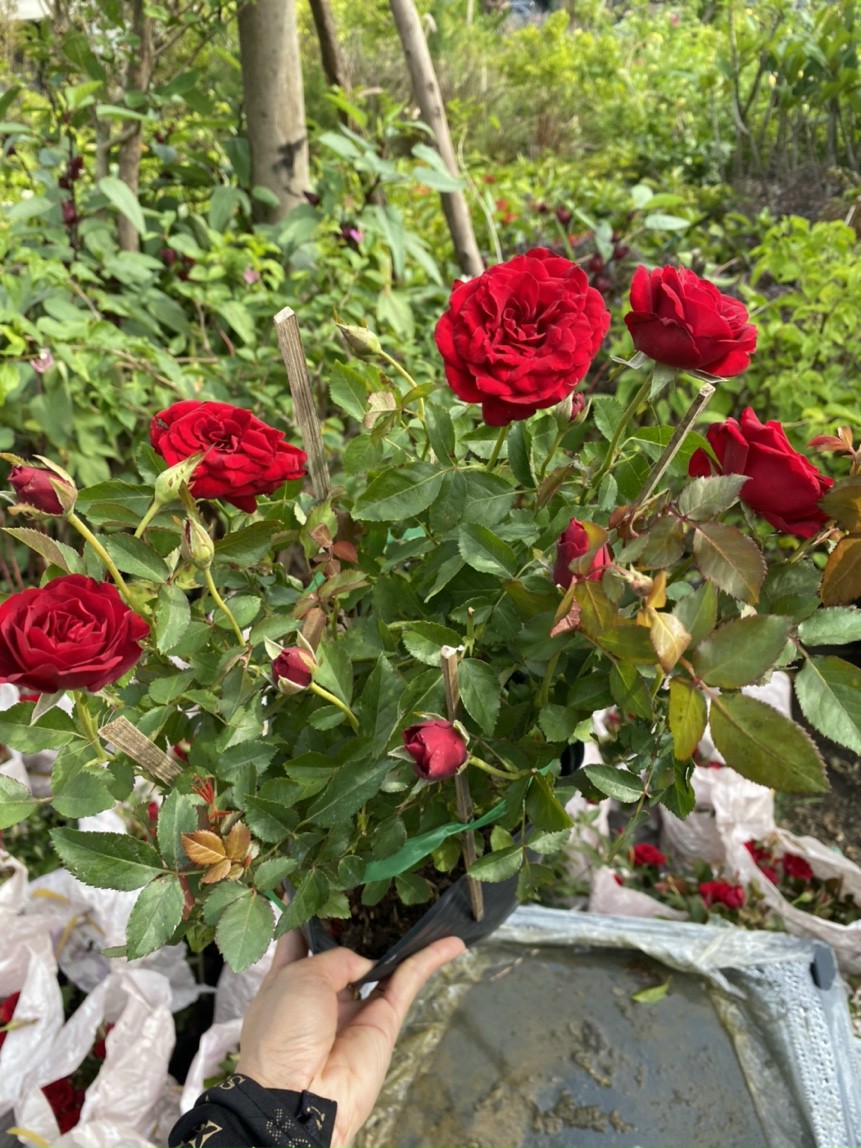 Hoa hồng đẹp ở Đà Nẵng