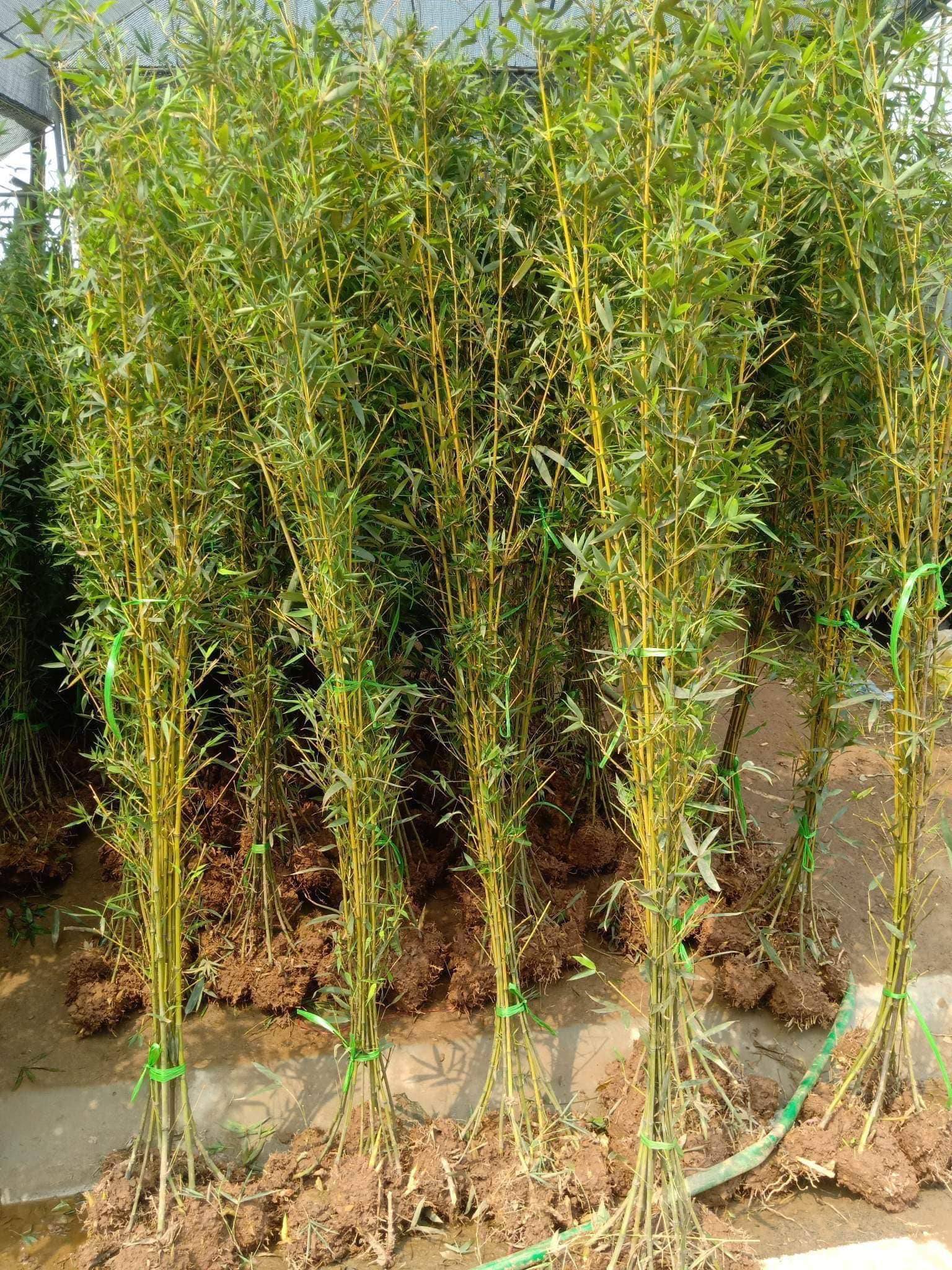 Cách trồng Cây Trúc quân tử đẹp làm hàng rào tại Đà nẵng
