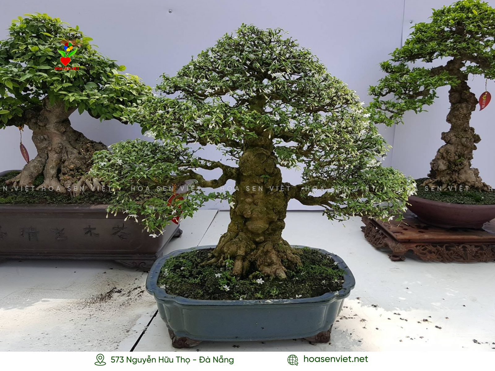 Lợi ích của dây nhôm uốn cây cảnh, cây bonsai