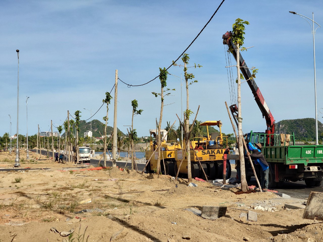 cây bóng mát đà nẵng