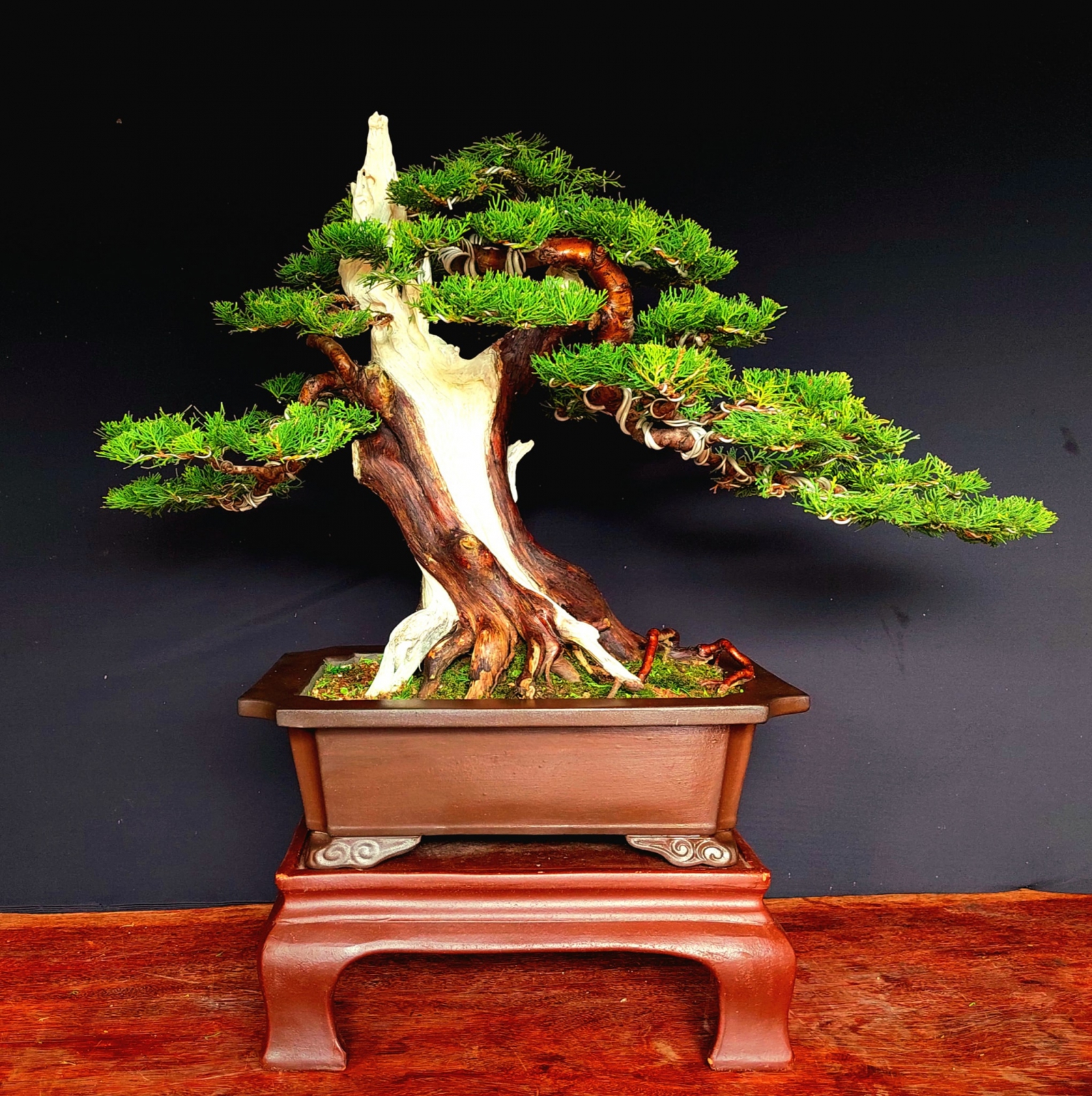 cây bonsai Đà Nẵng