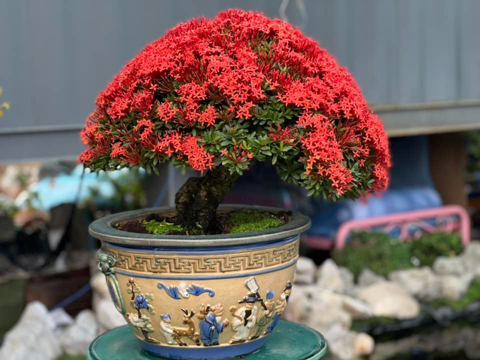 cây bonsai Đà Nẵng