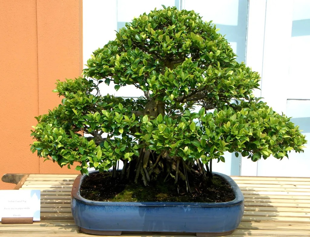 cây cảnh bonsai