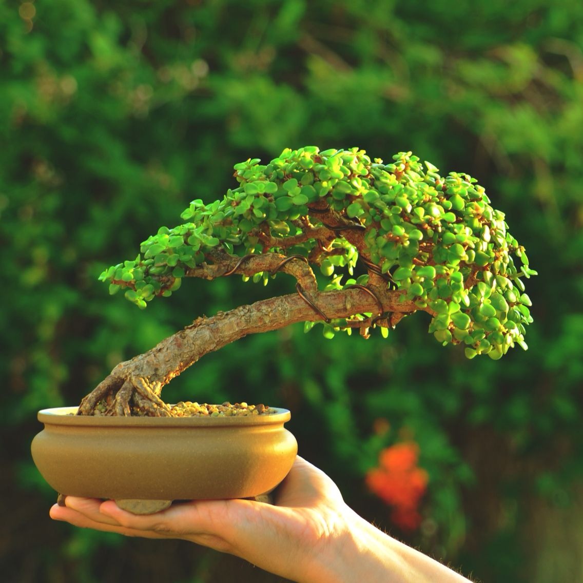 cây cảnh bonsai đà nẵng