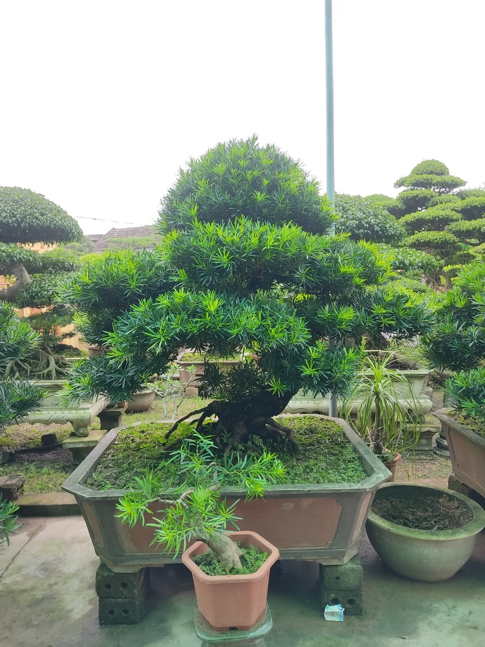 cây cảnh bonsai đà nẵng