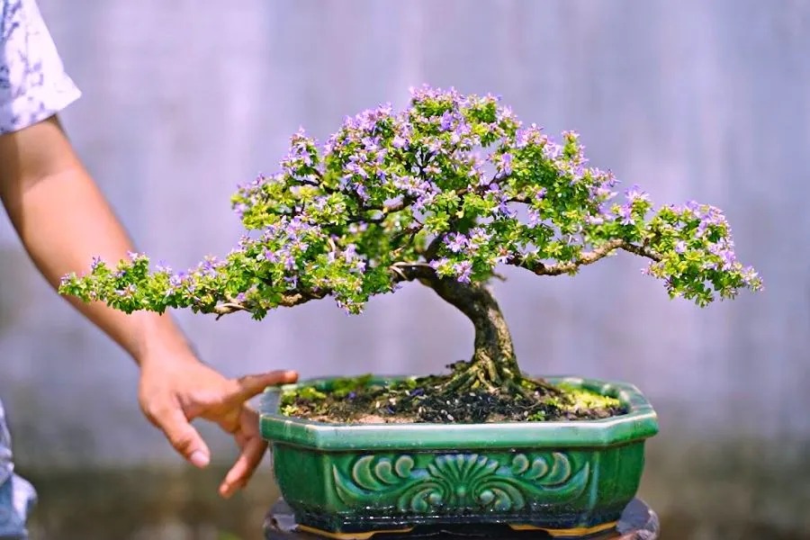 cây cảnh bonsai đà nẵng