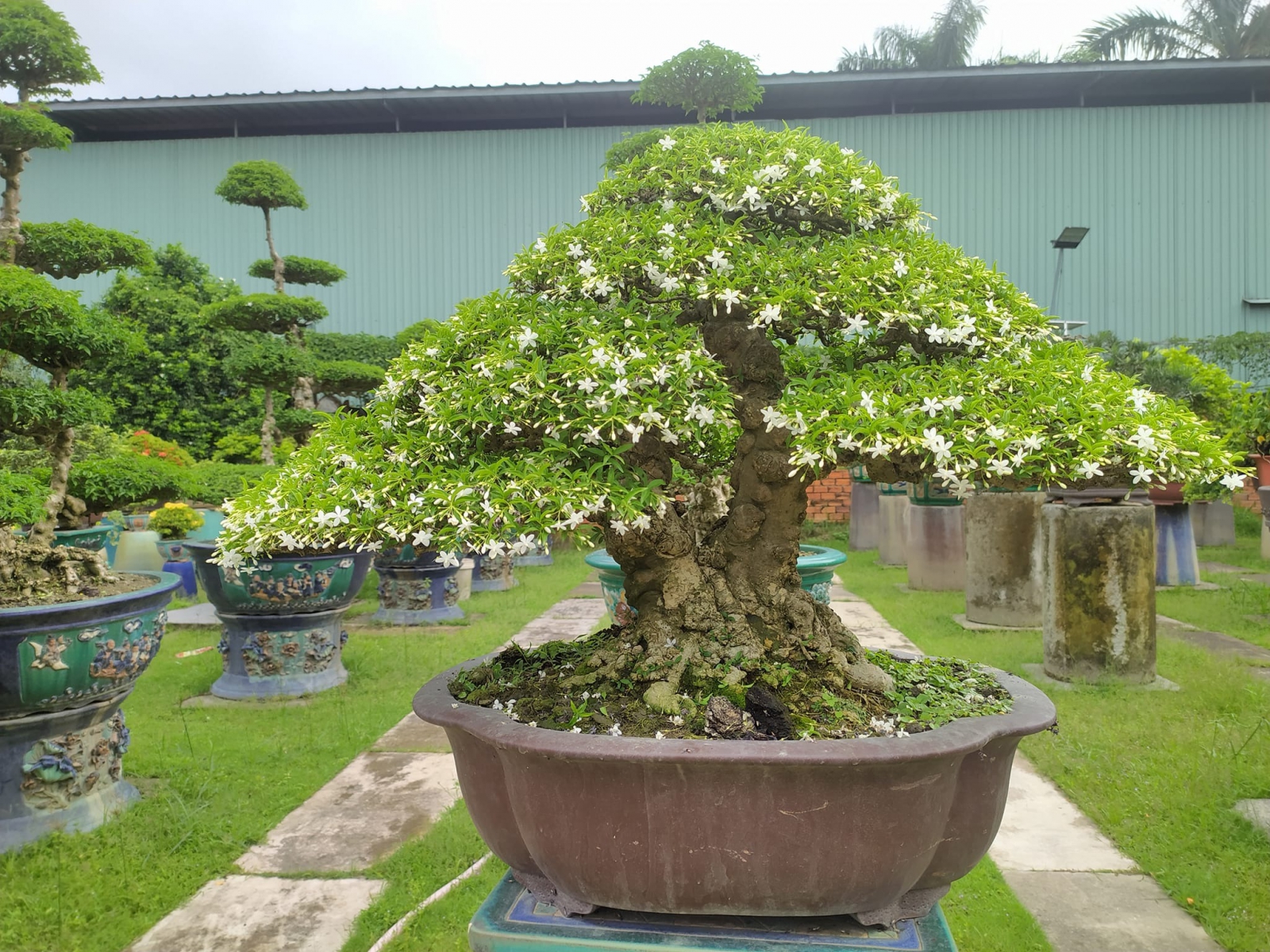 cây cảnh bonsai đà nẵng