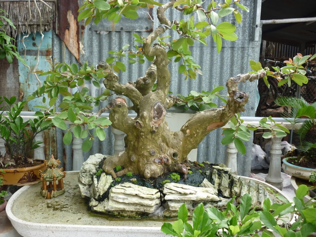 cây cảnh bonsai đà nẵng