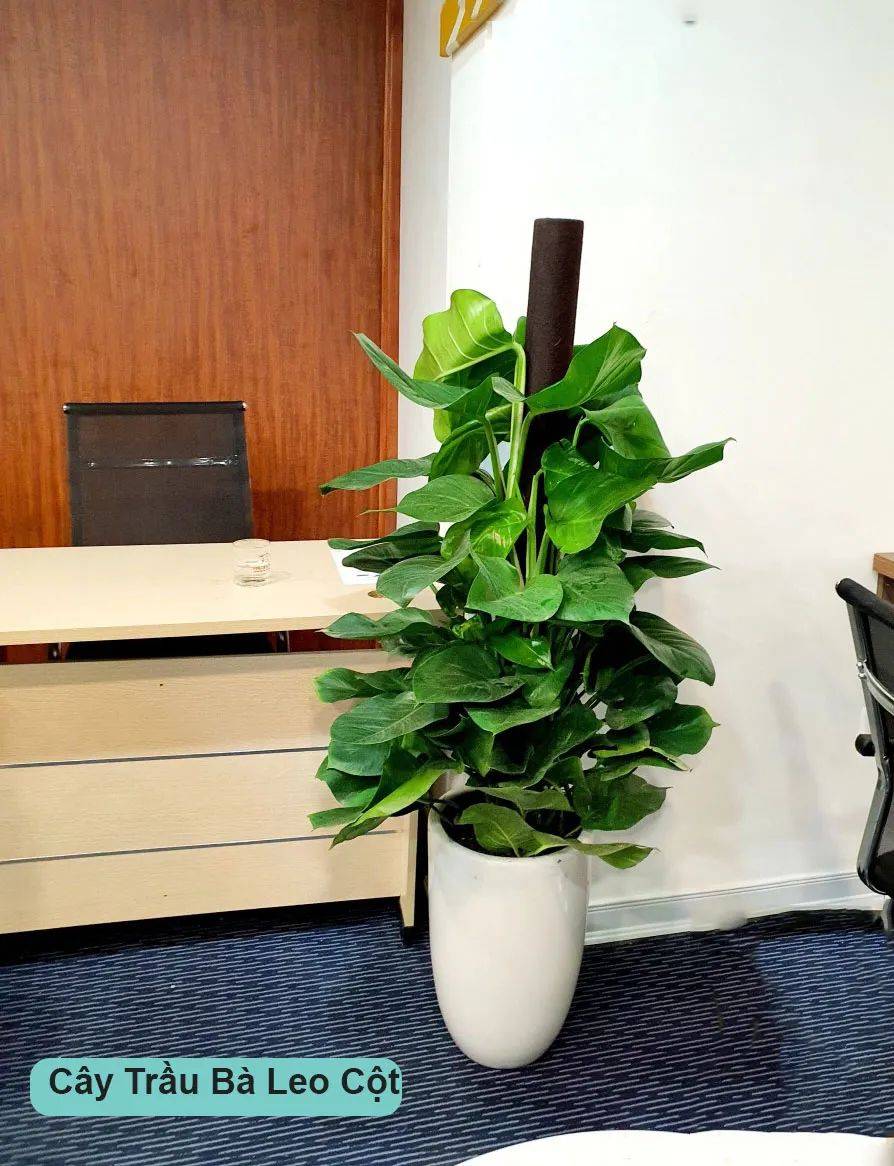 Thuê cây cảnh cho văn phòng giúp tiết kiệm chi phí trang trí