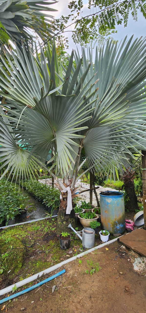 Cây cảnh phù hợp trồng tại Đà Nẵng