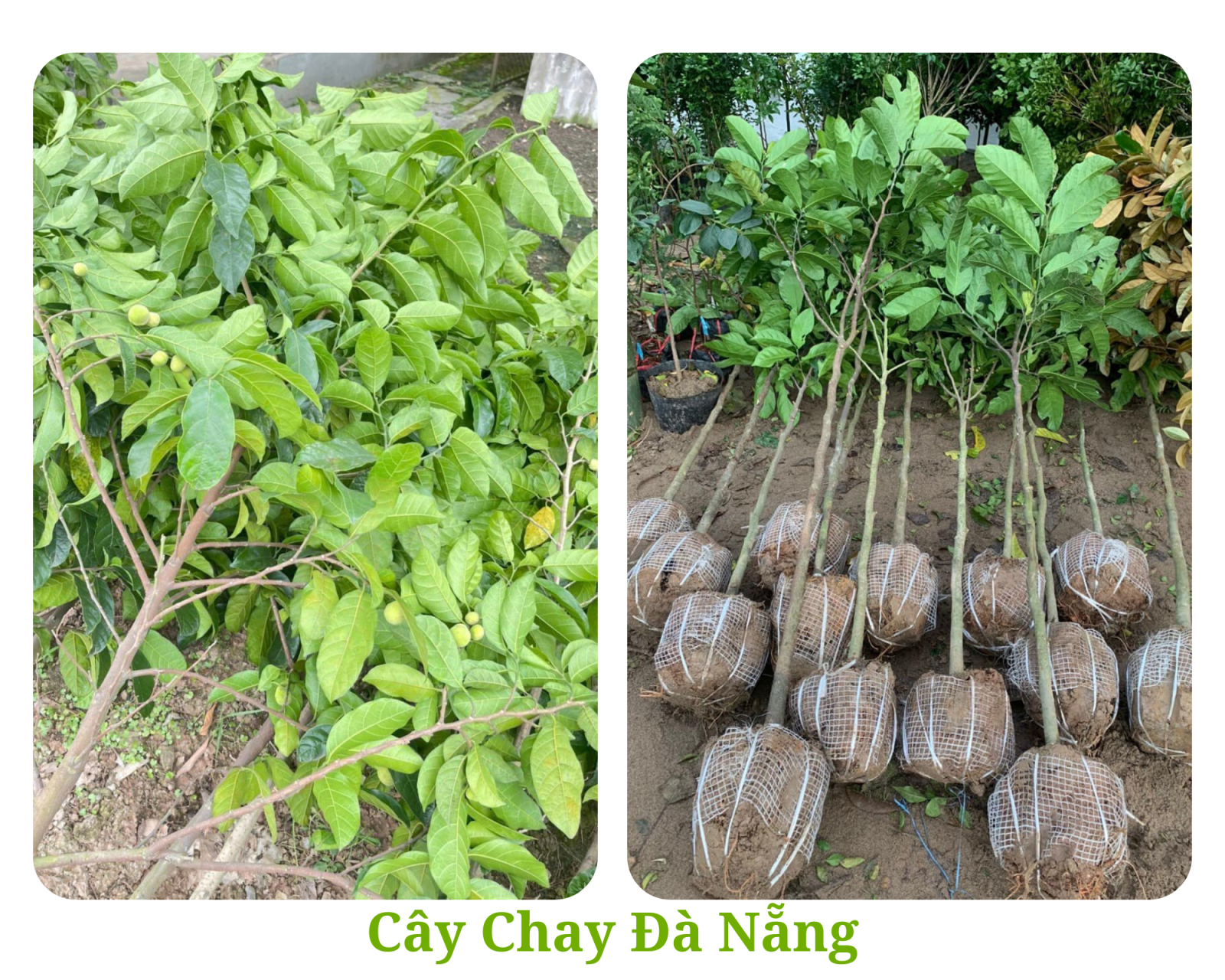 CÂY CHAY cao 3m Bán cây chay- hướng dẫn trồng và chăm sóc cây chay Đà Nẵng