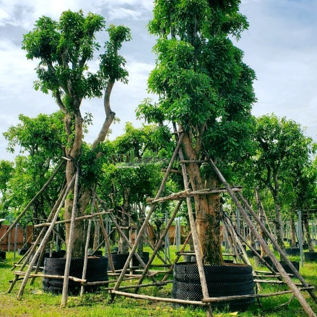 Cây chống cây xanh Đà Nẵng
