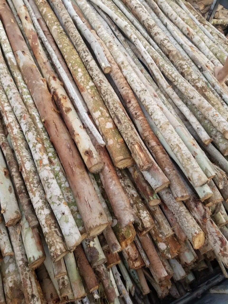 Cây chống gỗ bạch đàn Đà Nẵng - Giá bán cây chống gỗ bạch đàn giá rẻ
