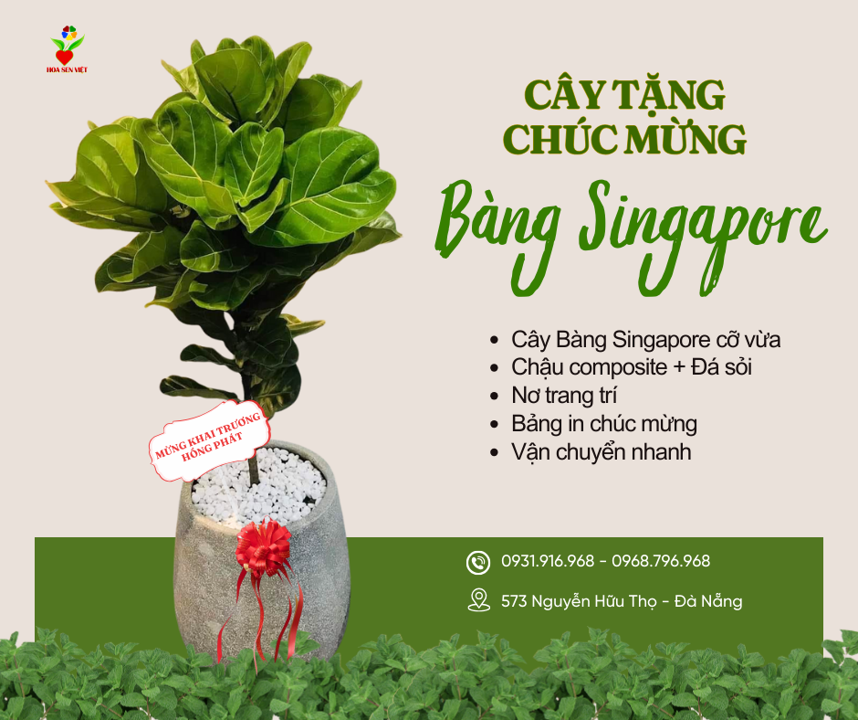 Cây tặng tân gia với cây bàng singapore độc đáo