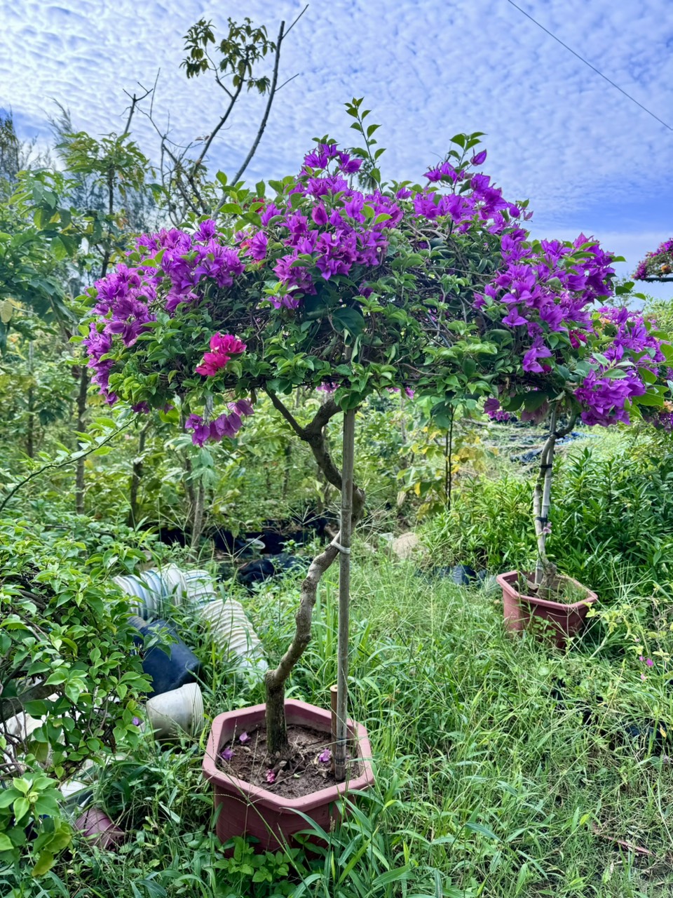 cây hoa giấy