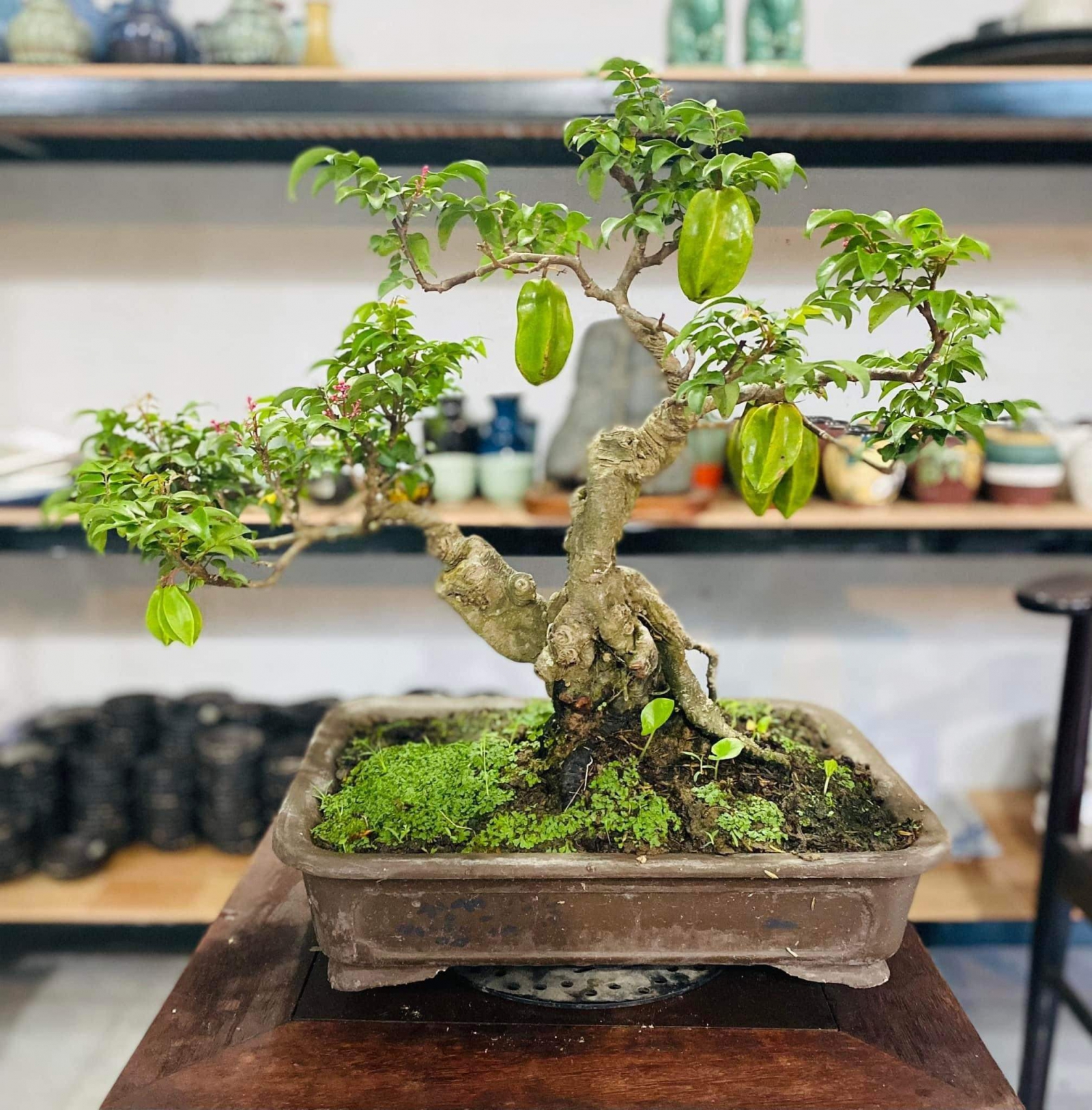 cây cảnh bonsai