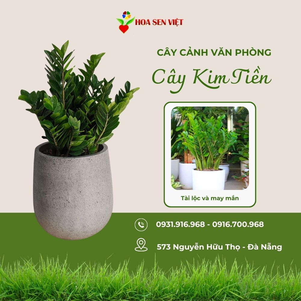 cây văn phòng đà nẵng