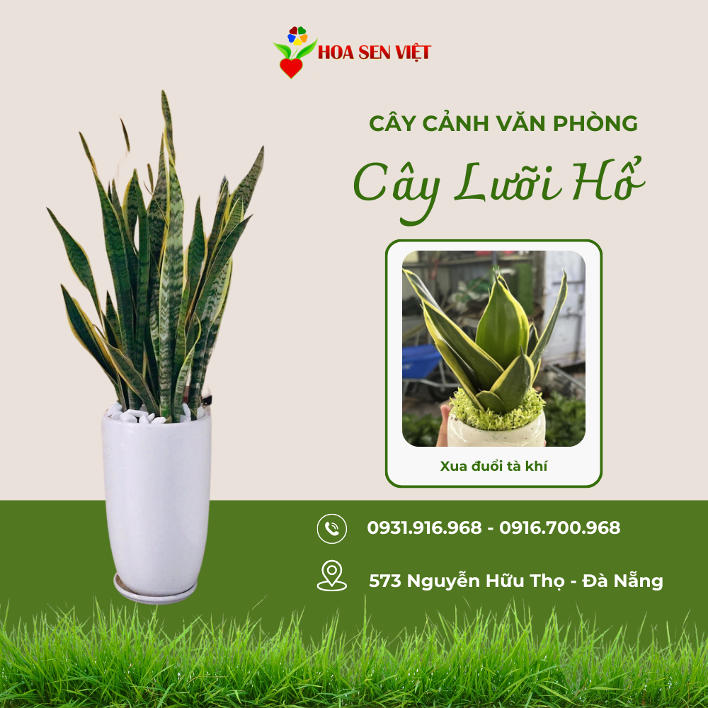 cây cảnh văn phòng đà nẵng