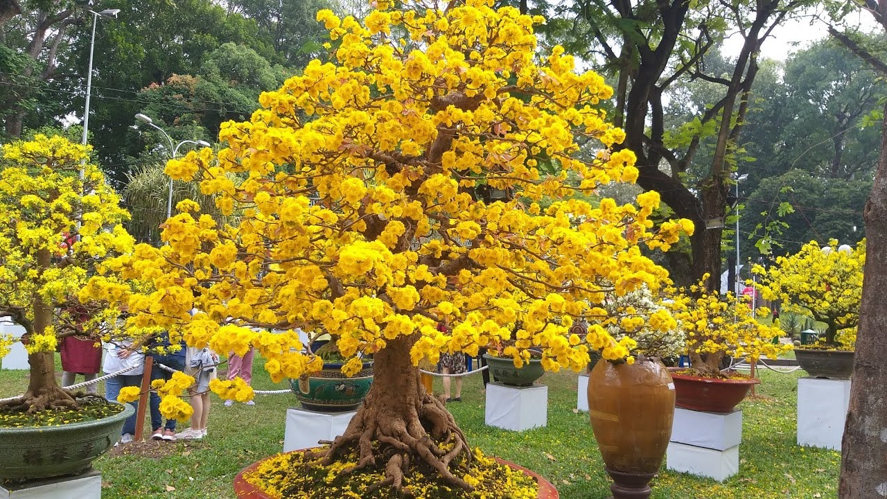 cây mai tết đà nẵng