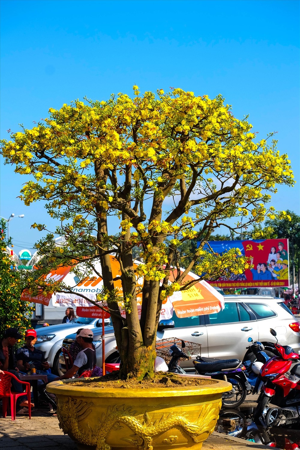 cây mai đà nẵng