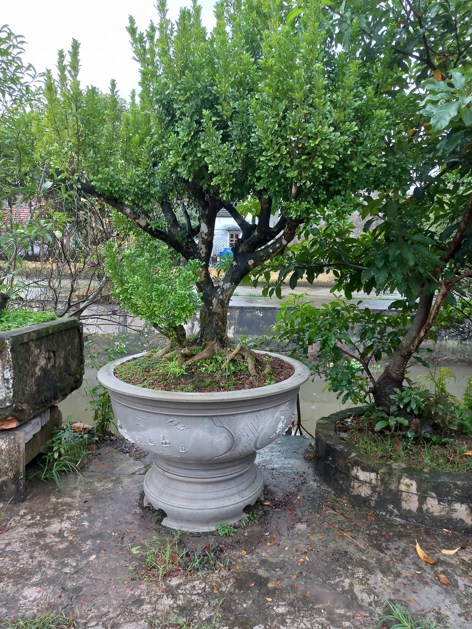 Cây Ngâu - Đặc điểm, cách chăm sóc và cung cấp cây ngâu tại Đà Nẵng
