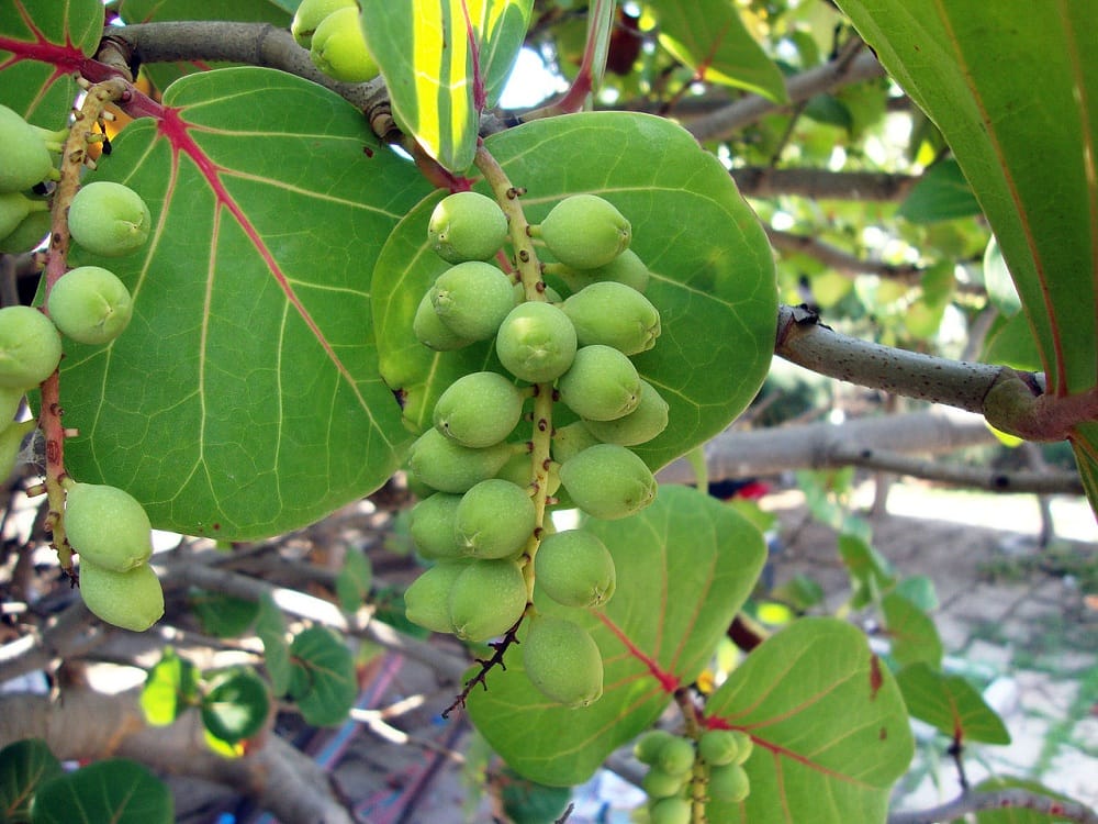 Quả Cây Nho Biển đậu quả tại vườn Hoa Sen Việt Đà Nẵng