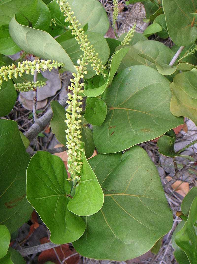 Cây Nho Biển nở hoa cực đẹp tại vườn Hoa Sen Việt Đà Nẵng