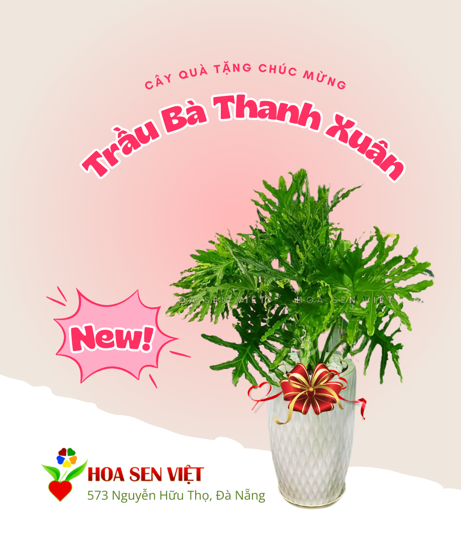 cây văn phòng Đà Nẵng