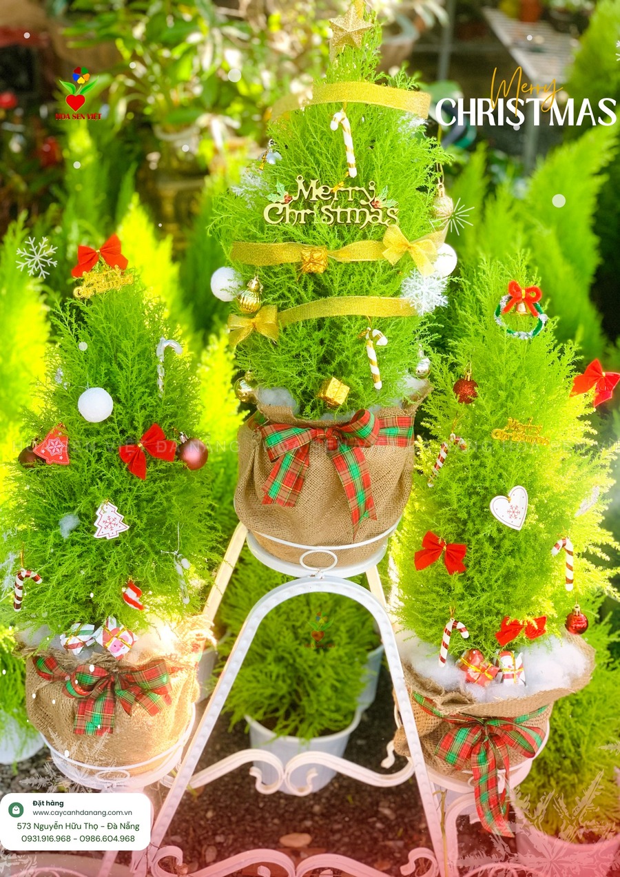 cây thông noel đà nẵng