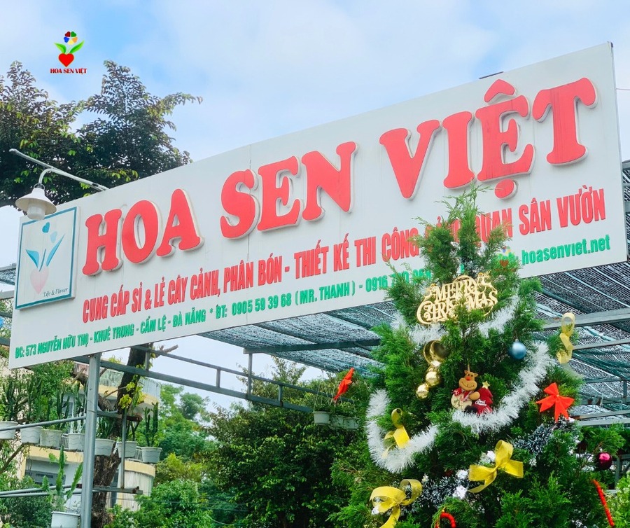 cây thông noel đà nẵng