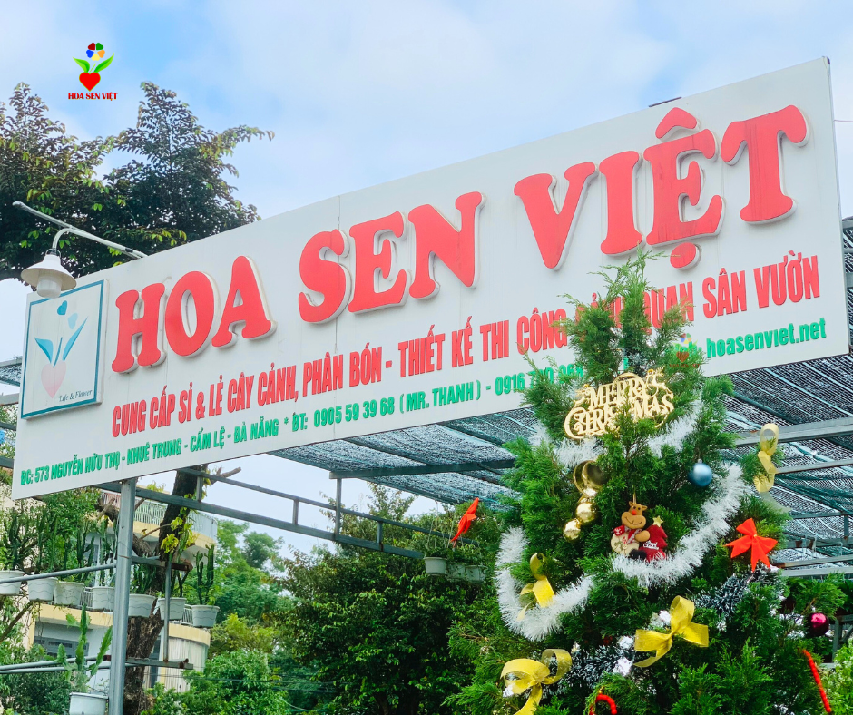 Mua cây thông Noel tại Đà Nẵng