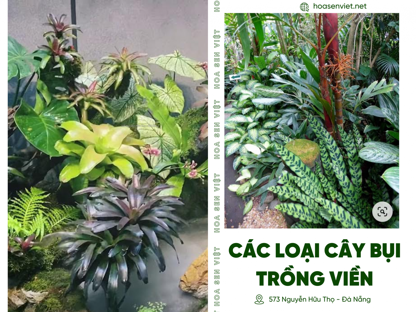 Các loại cây trồng vườn nhiệt đới được ưa chuộng