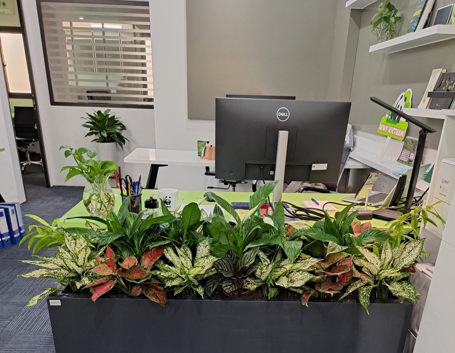 Cây phú quý làm bồn hoa trang trí đẹp văn phòng Đà Nẵng