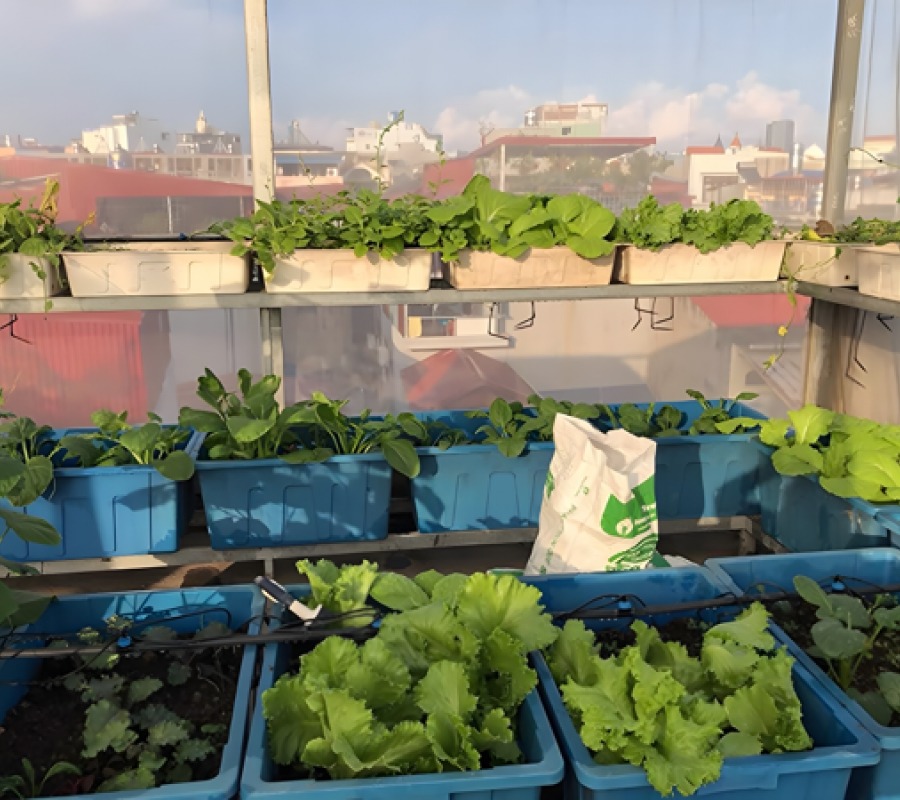 Chậu Aquaponics