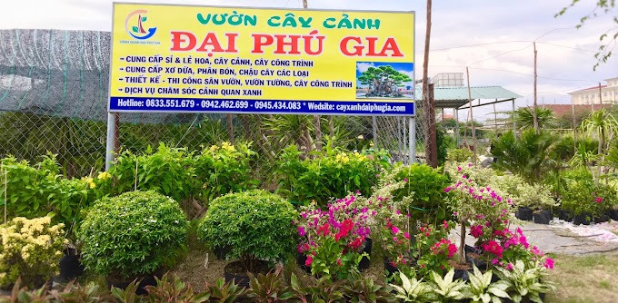 chậu cây đà nẵng